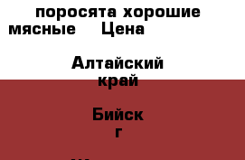 поросята хорошие мясные. › Цена ­ 3000-3500 - Алтайский край, Бийск г. Животные и растения » Другие животные   . Алтайский край